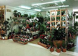 Interior Gardens and Plant Rental